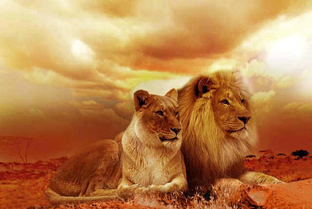 lions-577104_640