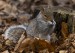 squirrel-8592682_640