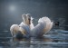 swan-4013225_640