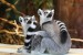 lemurs-1010643_640